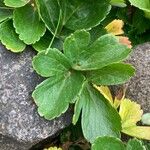 Ligusticum scothicum Leaf