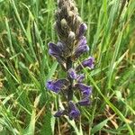 Phelipanche purpurea Fula