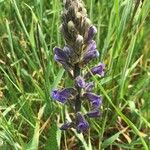 Orobanche purpurea Flower