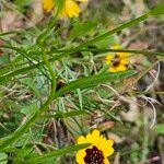 Coreopsis tinctoria Habit