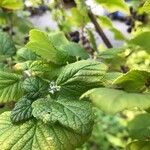 Ribes nigrum Leaf