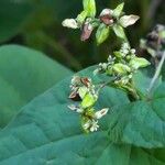 Fagopyrum tataricum Flower