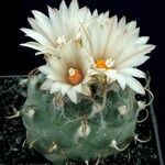 Turbinicarpus schmiedickeanus Квітка