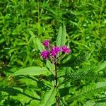 Vernonia noveboracensisFlower