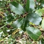 Ilex meserveae Leaf