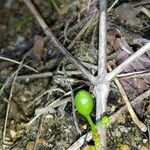 Coffea sahafaryensis Meyve