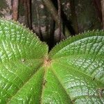 Miconia neoepiphyitca Levél