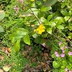 Ochna serrulata Květ