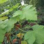 Pelargonium papilionaceum Beste bat