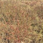 Indigofera arrecta Hábito