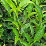 Camellia sinensis Folha