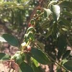 Cassia abbreviata Leaf