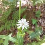 Lactuca biennis Flower
