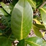 Prunus laurocerasus Hostoa