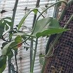 Philodendron camposportoanum Leaf