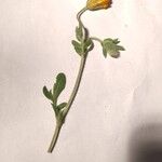 Anthyllis circinnata 葉