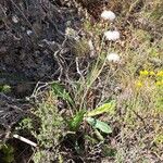 Crepis albida Hábito