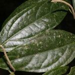 Piper concinnifolium ഇല