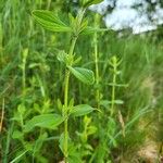 Hypericum hirsutum Blad