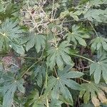 Fatsia japonica Hábitos