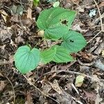 Dioscorea villosa Blad