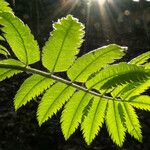 Sorbus aucuparia Fuelha