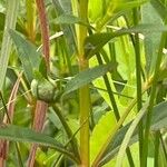 Lysimachia terrestris خشب