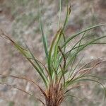 Carex halleriana Hábito