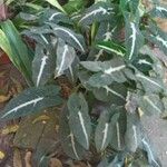 Syngonium wendlandii 葉