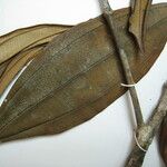 Miconia mirabilis Other