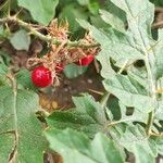 Solanum sisymbriifoliumഫലം