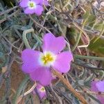 Marcus-kochia littorea Flower