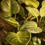 Philodendron tatei Leht