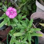 Dianthus barbatusFloare