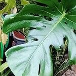 Monstera deliciosa Leaf
