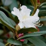 Rhododendron augustinii Φύλλο