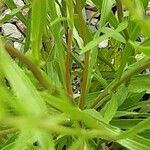 Solidago ptarmicoides 叶