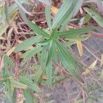 Ludwigia grandiflora Leaf