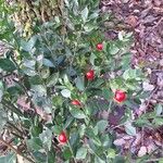 Ruscus aculeatus Φρούτο