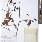 Anacolosa uncifera Otro