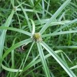 Cyperus brevifolius Листок