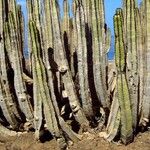 Euphorbia canariensis Feuille