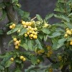 Malus prunifolia Плод