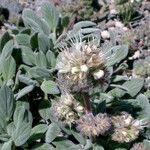 Phacelia hastata Hábitos