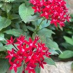 Pentas lanceolata Çiçek