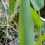 Pontederia cordata Yaprak