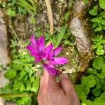 Babiana angustifolia Flower