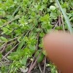 Mecardonia procumbens Leaf