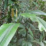 Calathea lasiostachya Hoja