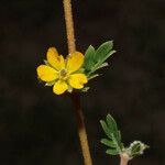 Kallstroemia californica Natur